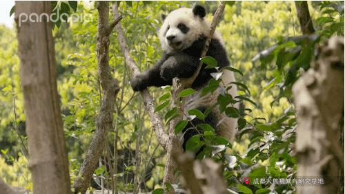 熊猫拍照怎么拍出高级感,熊猫拍照拍摄姿势