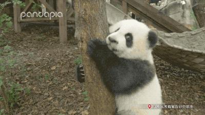 熊猫拍照怎么拍出高级感,熊猫拍照拍摄姿势