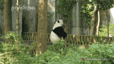 熊猫拍照怎么拍出高级感,熊猫拍照拍摄姿势