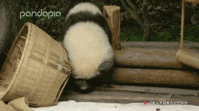 熊猫拍照怎么拍出高级感,熊猫拍照拍摄姿势