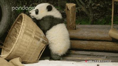 熊猫拍照怎么拍出高级感,熊猫拍照拍摄姿势