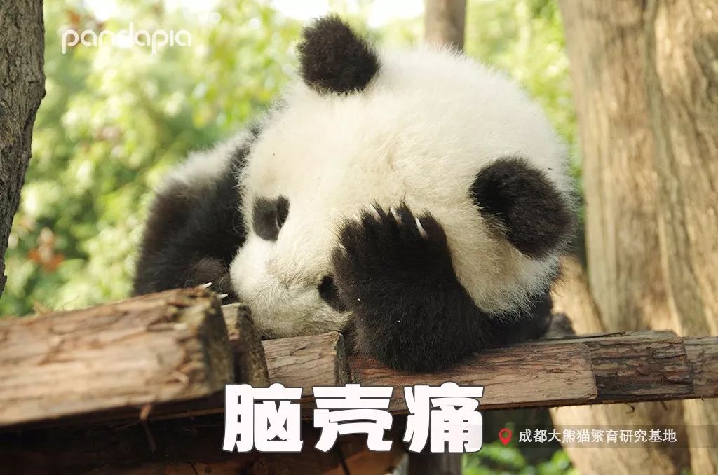 熊猫拍照怎么拍出高级感,熊猫拍照拍摄姿势