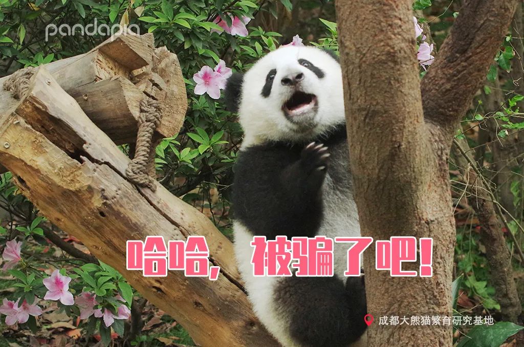 熊猫拍照怎么拍出高级感,熊猫拍照拍摄姿势