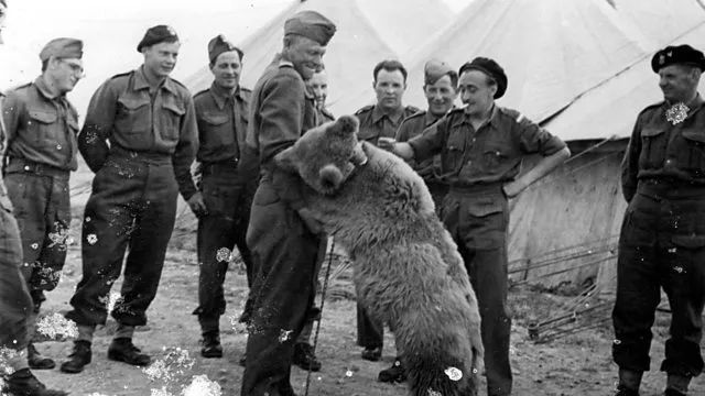 最骚士兵熊：抽烟喝酒花钱，样样在行，还是个战斗英“熊”