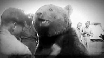 最骚士兵熊：抽烟喝酒花钱，样样在行，还是个战斗英“熊”