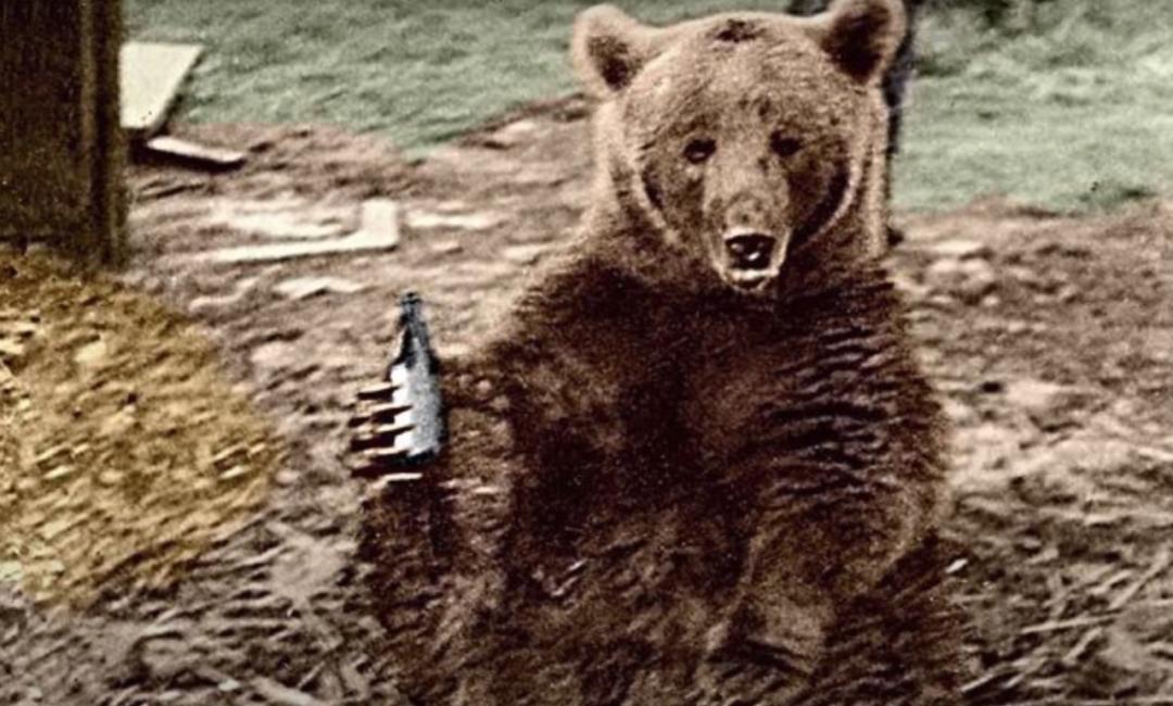 最骚士兵熊：抽烟喝酒花钱，样样在行，还是个战斗英“熊”