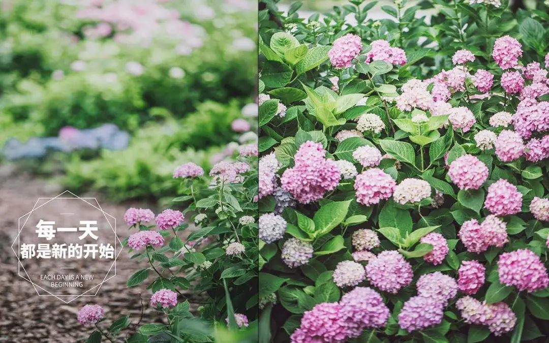 绝了，夏天一定请来这！松江要你眼“花”缭乱