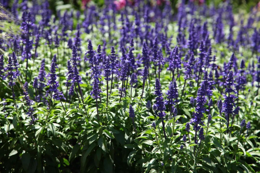 绝了，夏天一定请来这！松江要你眼“花”缭乱