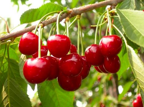 樱桃的保存方法保鲜还是冷冻,樱桃保存最佳方法快递