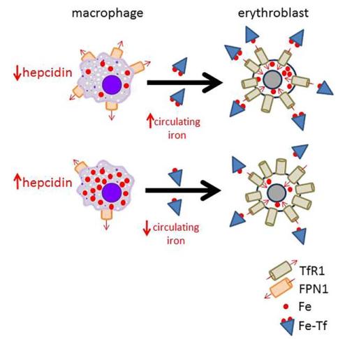 维生素b12可以治疗缺铁性贫血,缺铁性贫血慎用维生素d正确么