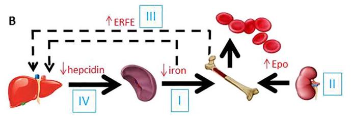 维生素b12可以治疗缺铁性贫血,缺铁性贫血慎用维生素d正确么