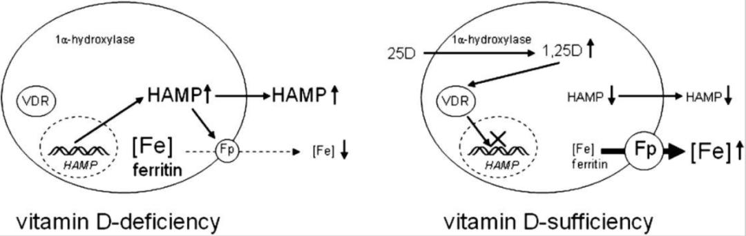维生素b12可以治疗缺铁性贫血,缺铁性贫血慎用维生素d正确么