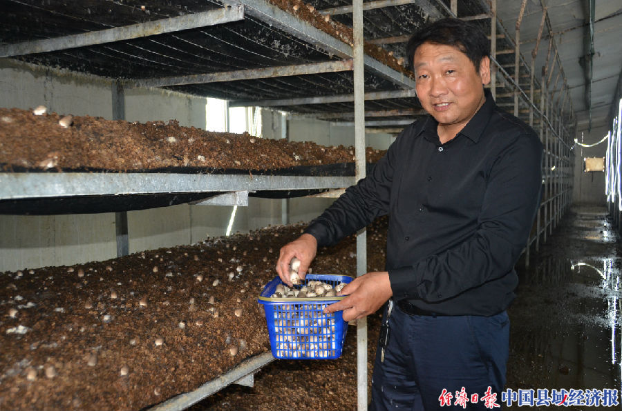 宿迁麦草秸秆,秸秆五化综合利用