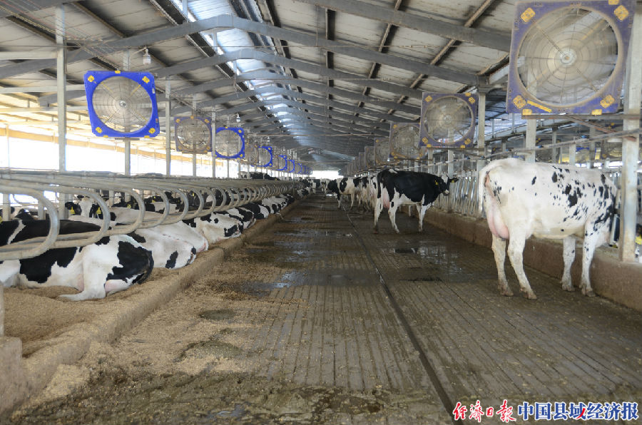 宿迁麦草秸秆,秸秆五化综合利用