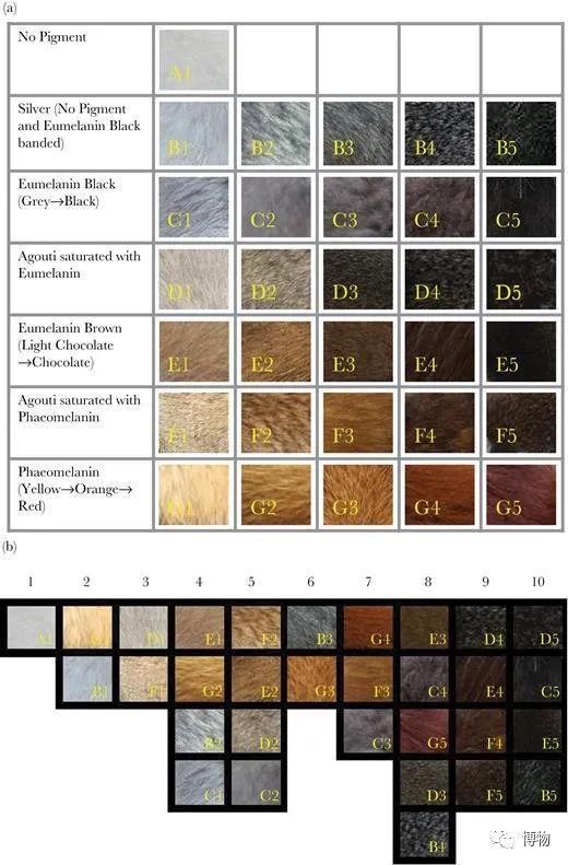 大熊猫一生没有彩色照片,大熊猫的愿望彩色照片