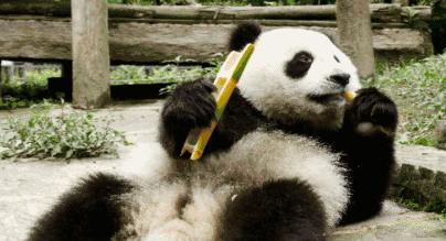 大熊猫一生没有彩色照片,大熊猫的愿望彩色照片