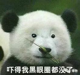 大熊猫一生没有彩色照片,大熊猫的愿望彩色照片