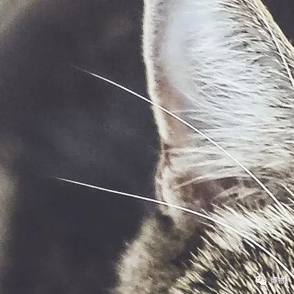 大熊猫一生没有彩色照片,大熊猫的愿望彩色照片