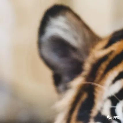 大熊猫一生没有彩色照片,大熊猫的愿望彩色照片