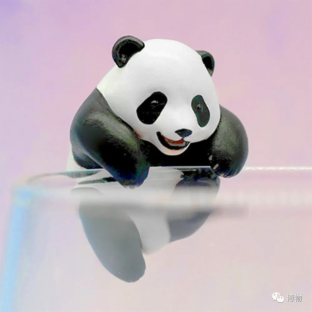 大熊猫一生没有彩色照片,大熊猫的愿望彩色照片