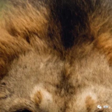 大熊猫一生没有彩色照片,大熊猫的愿望彩色照片