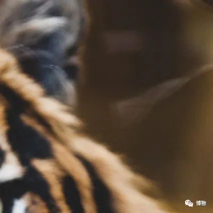 大熊猫一生没有彩色照片,大熊猫的愿望彩色照片