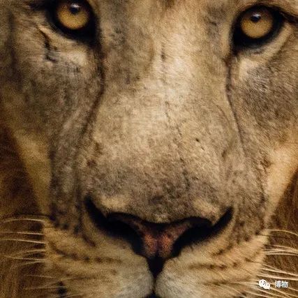 大熊猫一生没有彩色照片,大熊猫的愿望彩色照片