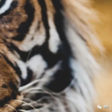 大熊猫一生没有彩色照片,大熊猫的愿望彩色照片