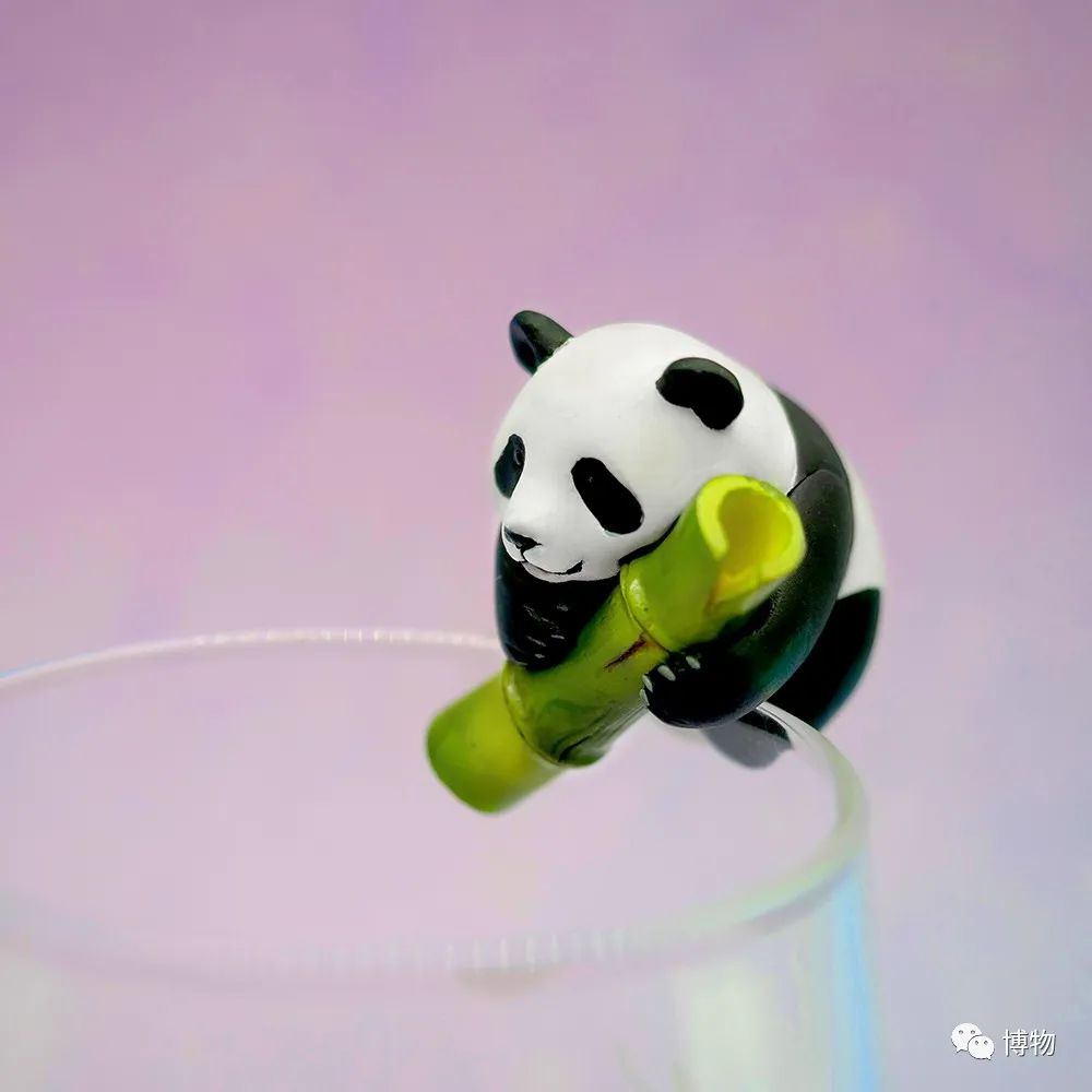 大熊猫一生没有彩色照片,大熊猫的愿望彩色照片