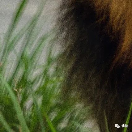 大熊猫一生没有彩色照片,大熊猫的愿望彩色照片