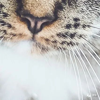 大熊猫一生没有彩色照片,大熊猫的愿望彩色照片