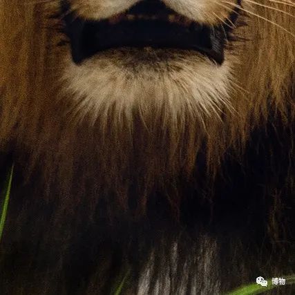 大熊猫一生没有彩色照片,大熊猫的愿望彩色照片