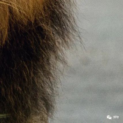 大熊猫一生没有彩色照片,大熊猫的愿望彩色照片