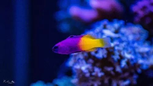 看这里，老司机花式玩转海水鱼