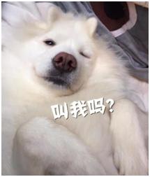 柳州螺蛳粉学院,螺蛳粉学院最新信息