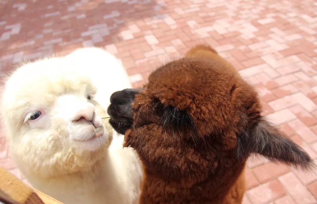 大朋友小朋友，六一去哪嗨？宜昌14家景区特惠福利来袭！