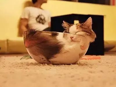 为什么说猫是液体,猫是不是液体做的