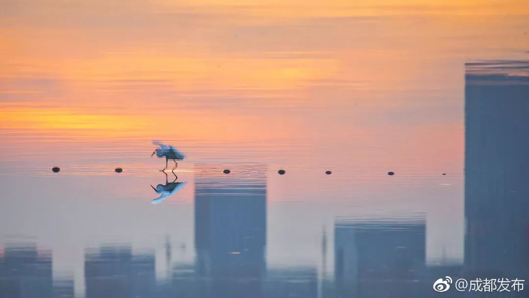 成都冷知识你不知道的华阳,成都冷知识有趣