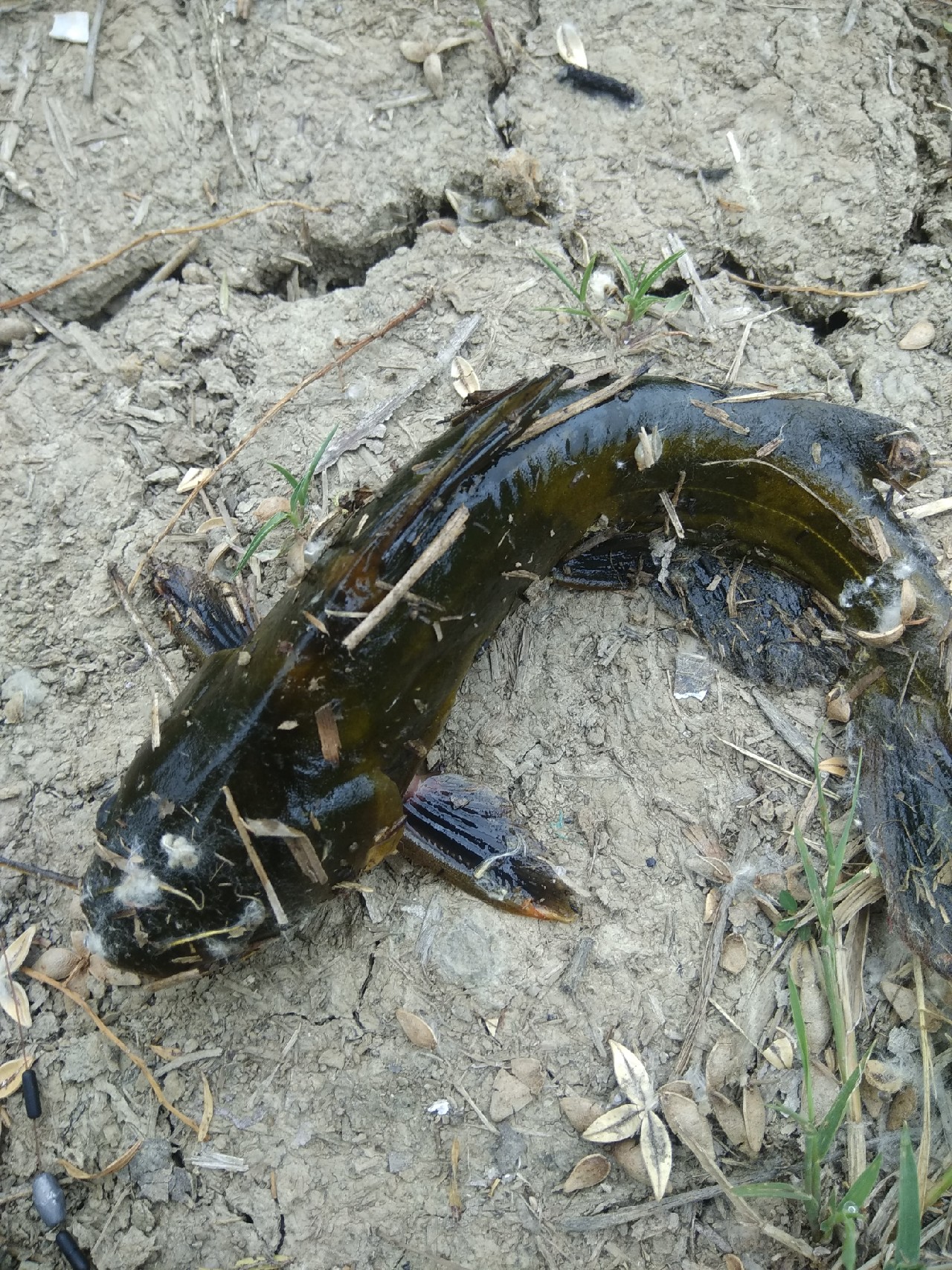 为什么涨水后钓鱼好钓,涨水之后鱼会变多吗