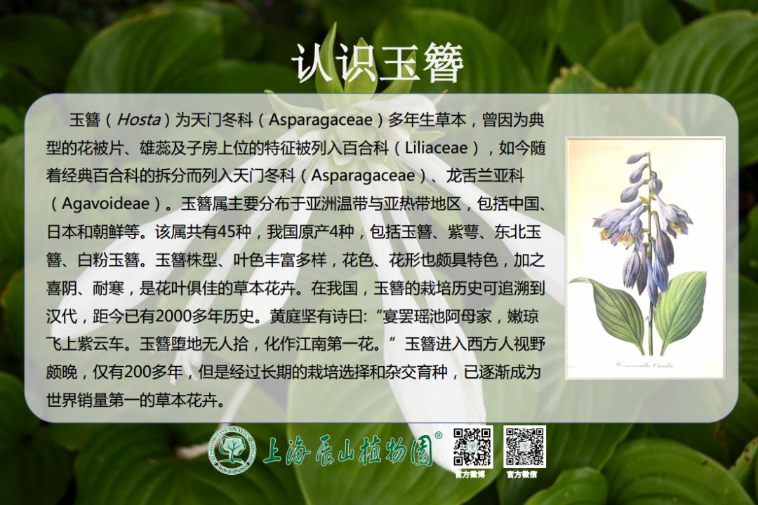 绝了，夏天一定请来这！松江要你眼“花”缭乱