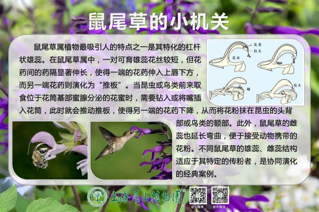 绝了，夏天一定请来这！松江要你眼“花”缭乱