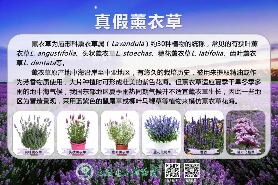 绝了，夏天一定请来这！松江要你眼“花”缭乱