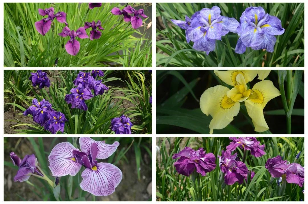 绝了，夏天一定请来这！松江要你眼“花”缭乱