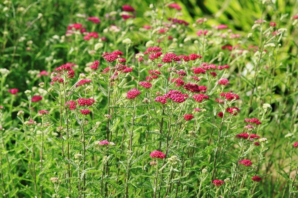 绝了，夏天一定请来这！松江要你眼“花”缭乱