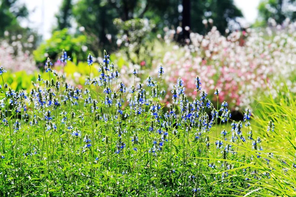绝了，夏天一定请来这！松江要你眼“花”缭乱