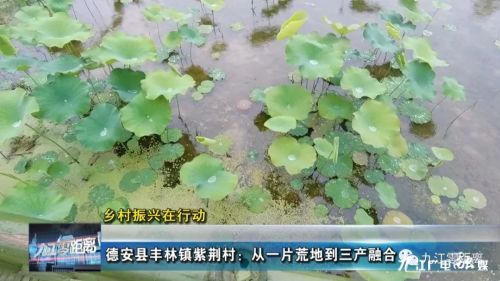 德安县丰林镇紫荆村,田间地头乡村振兴