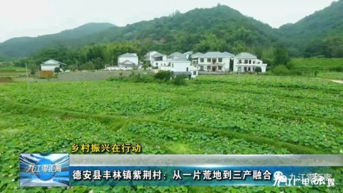 德安县丰林镇紫荆村,田间地头乡村振兴