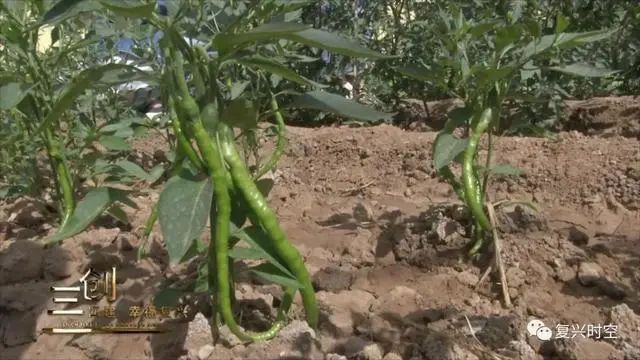 邯郸复兴区建设北小学,邯郸复兴区建设北小学怎么样