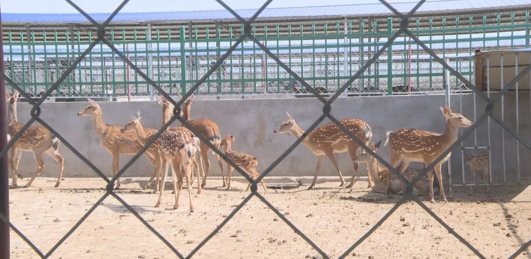 不走寻常路致富项目,致富不走寻常路