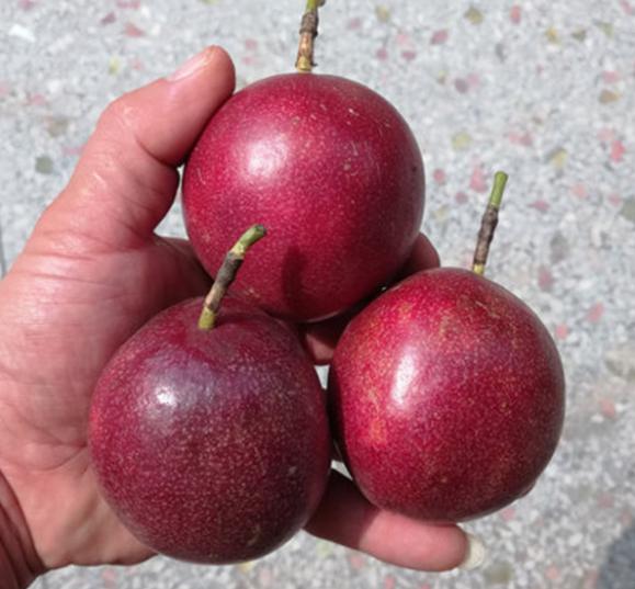 三种水果套餐团购,99元3箱水果百果园